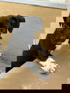 Dougie