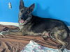 SABLE
