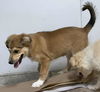 Pyr Glory