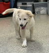 Pyr Rebel