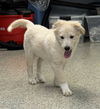 Pyr Rebel
