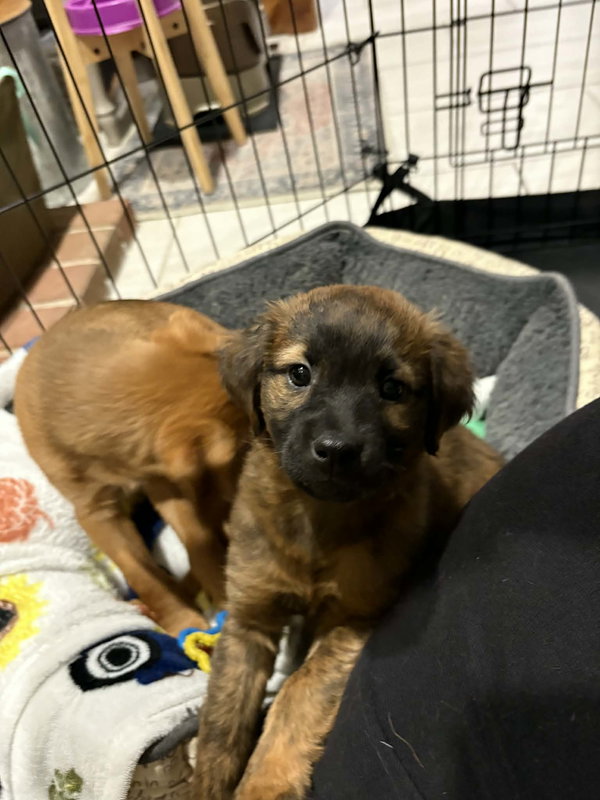 Fiona