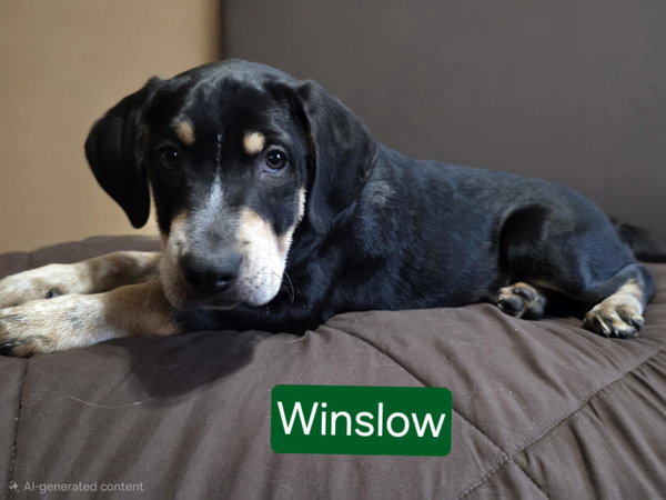 Winslow