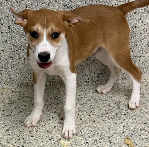 DESI - Hound / Vizsla available for adoption