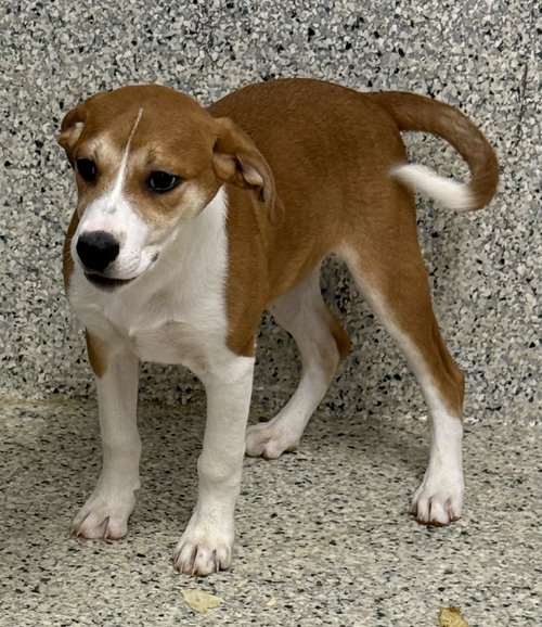 DESI - Hound / Vizsla available for adoption