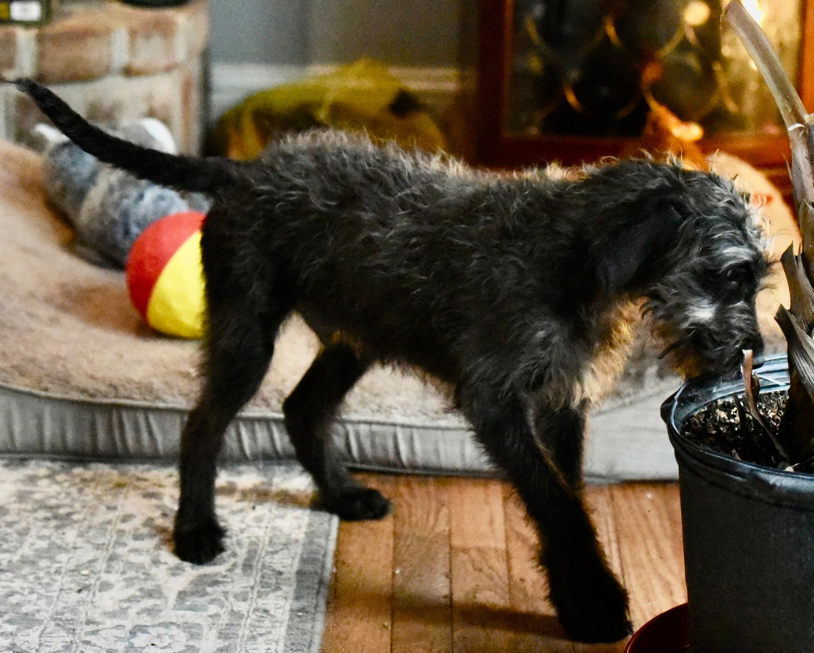Viggo