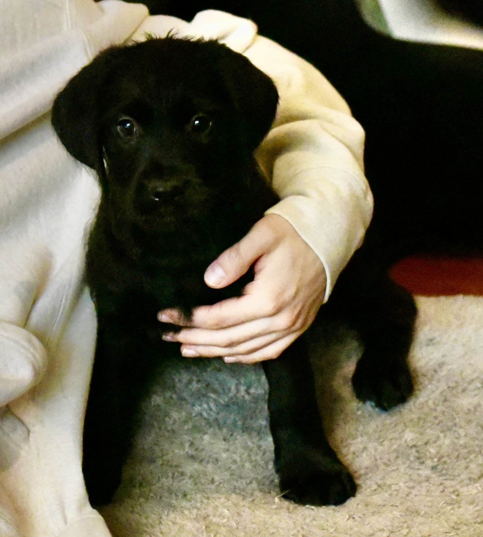 Cora