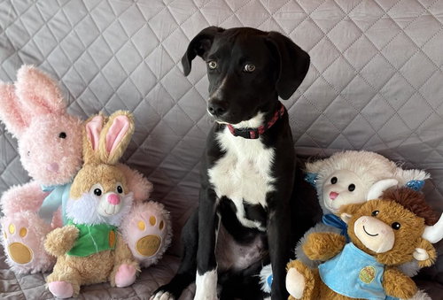 Jackson, an adoptable Black Labrador Retriever in Mechanicsburg, PA