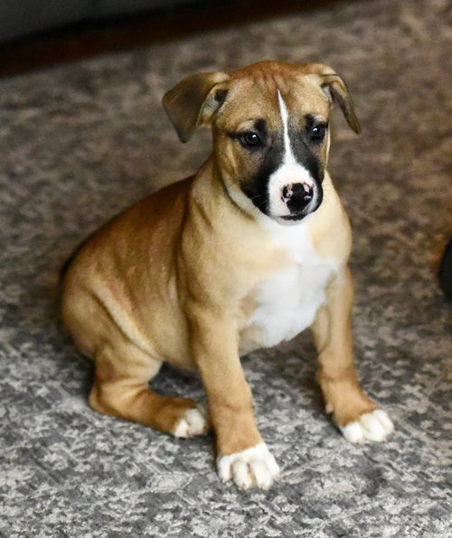 Devin, an adoptable American Bulldog in Mechanicsburg, PA