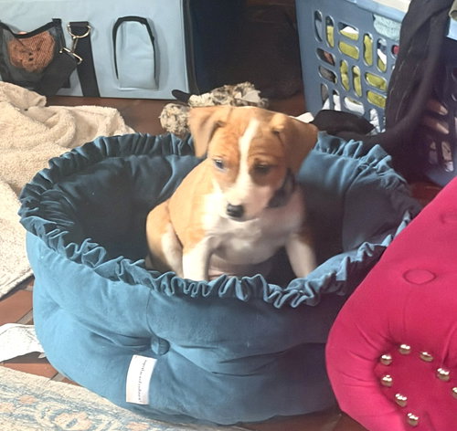Tasha, an adoptable Beagle in Mechanicsburg, PA