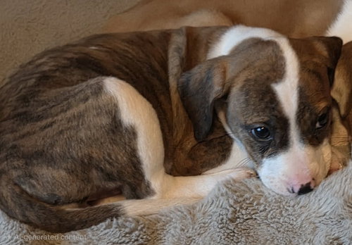 Tawney, an adoptable Beagle in Mechanicsburg, PA