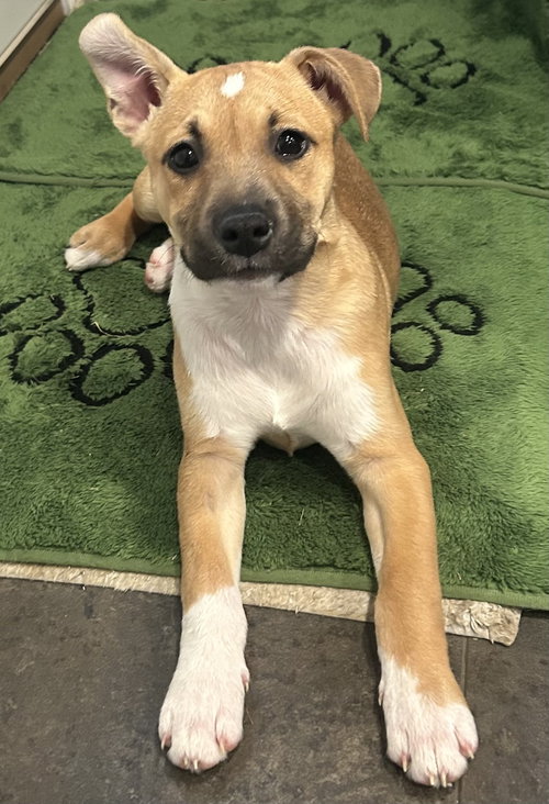 Bella, an adoptable Chihuahua in Mechanicsburg, PA