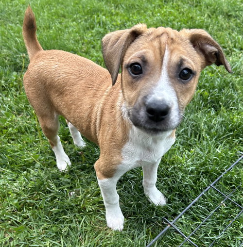 Connor, an adoptable Chihuahua in Mechanicsburg, PA
