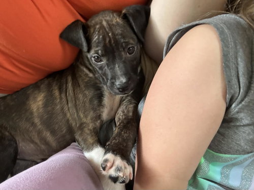 Cruz, an adoptable Chihuahua in Mechanicsburg, PA