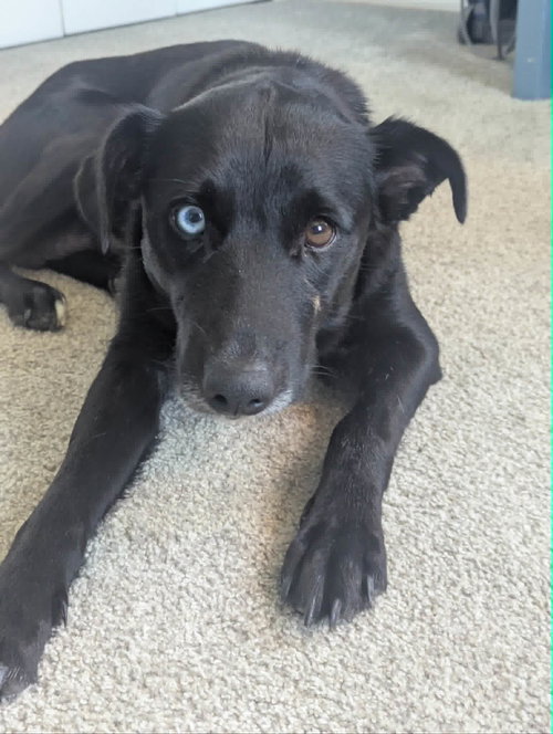 Bluey, an adoptable Labrador Retriever in Mechanicsburg, PA