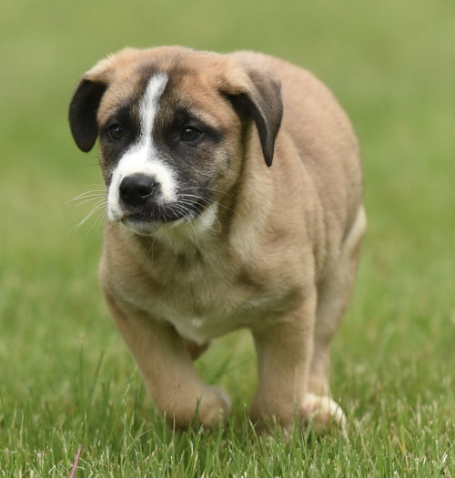 Angus, an adoptable Australian Shepherd in Mechanicsburg, PA