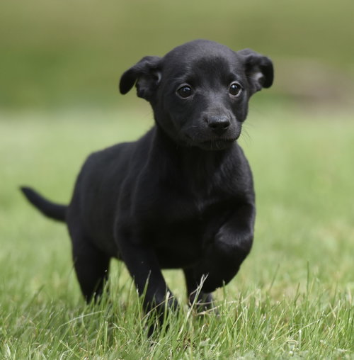 SANIBEL, an adoptable Labrador Retriever in Mechanicsburg, PA