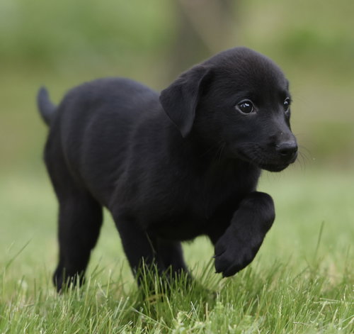 SAVANNAH, an adoptable Labrador Retriever in Mechanicsburg, PA
