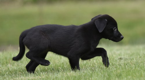 SAVANNAH - Labrador Retriever / Border Collie available for adoption