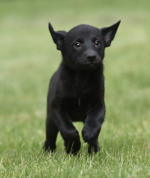 SCARLETT, an adoptable Labrador Retriever in Mechanicsburg, PA