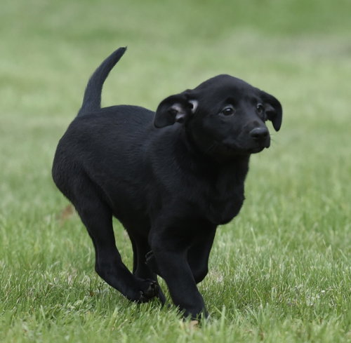 SIENNA - Labrador Retriever / Border Collie available for adoption