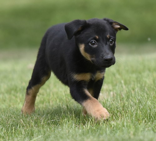 SIMONE, an adoptable Labrador Retriever in Mechanicsburg, PA