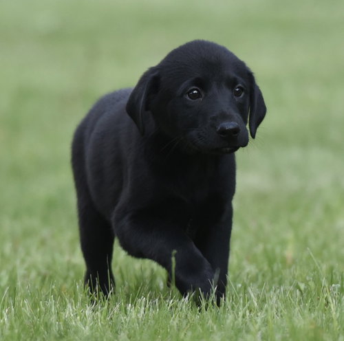 SAMMY, an adoptable Labrador Retriever in Mechanicsburg, PA