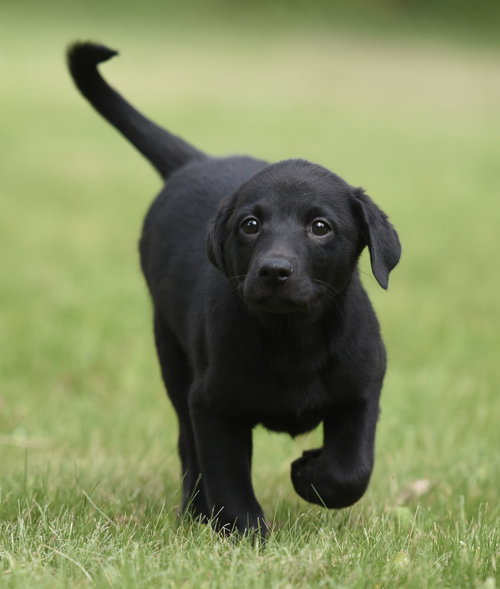 SULLY, an adoptable Labrador Retriever in Mechanicsburg, PA