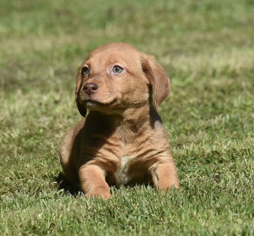 Fern, an adoptable Dachshund in Mechanicsburg, PA