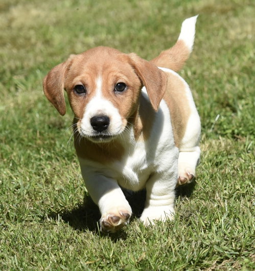 Fergus, an adoptable Dachshund in Mechanicsburg, PA