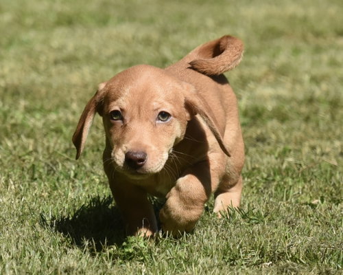 Florian, an adoptable Dachshund in Mechanicsburg, PA