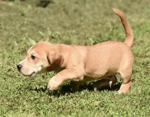 FLYNN, an adoptable Dachshund in Mechanicsburg, PA
