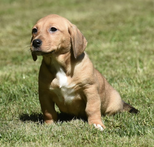 Josie, an adoptable Dachshund in Mechanicsburg, PA