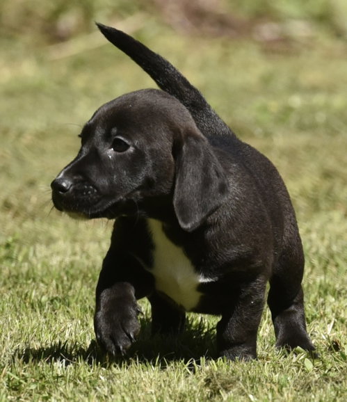 Juliette, an adoptable Dachshund in Mechanicsburg, PA