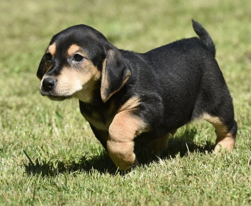 Jack, an adoptable Dachshund in Mechanicsburg, PA