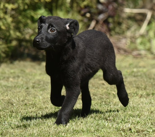 Ellie, an adoptable Labrador Retriever in Mechanicsburg, PA