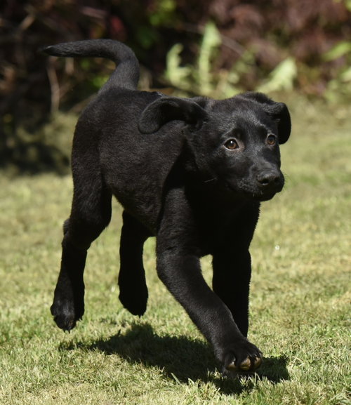 Elijah, an adoptable Labrador Retriever in Mechanicsburg, PA