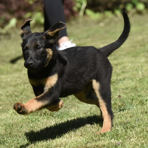 Ernie, an adoptable German Shepherd Dog in Mechanicsburg, PA