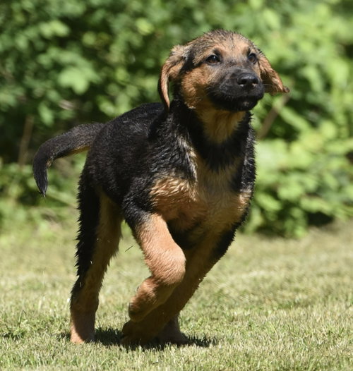 Ethan, an adoptable German Shepherd Dog in Mechanicsburg, PA