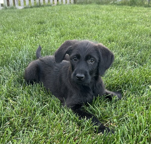 Mellie