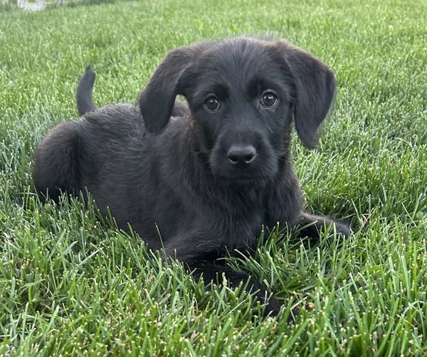 Mellie