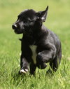 Nikita