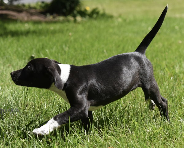 Oakley