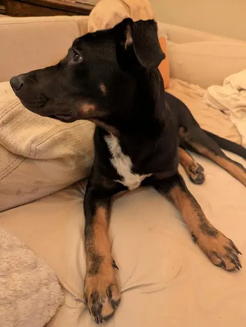 Oliver image 2