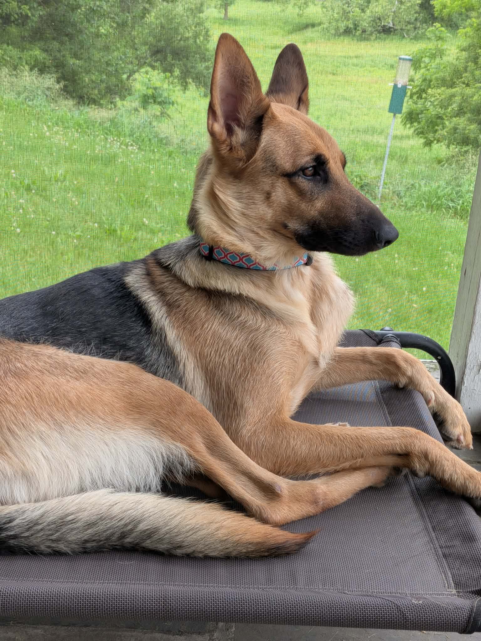 Nala