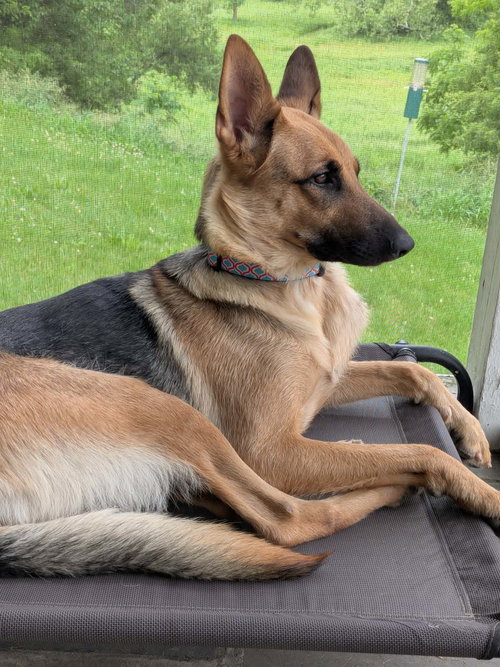 Nala