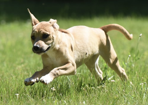 Ruby photo 7