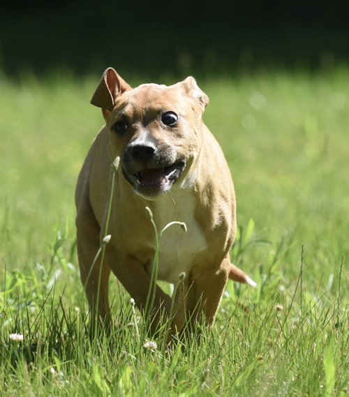 Remy photo 2