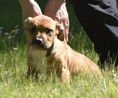 Rocco