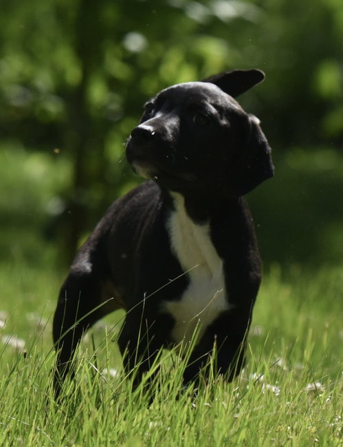 Ruffus